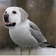 labragull