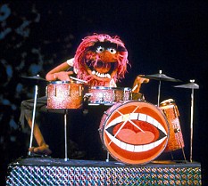 animal muppet drums