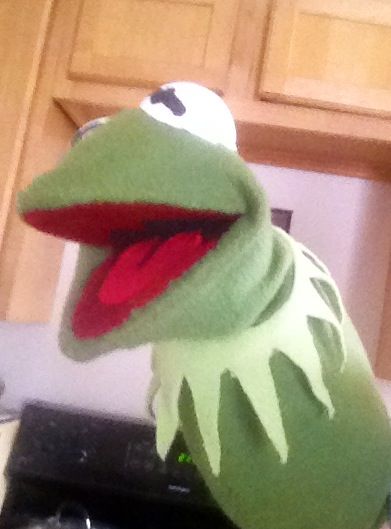 kermit dog toy