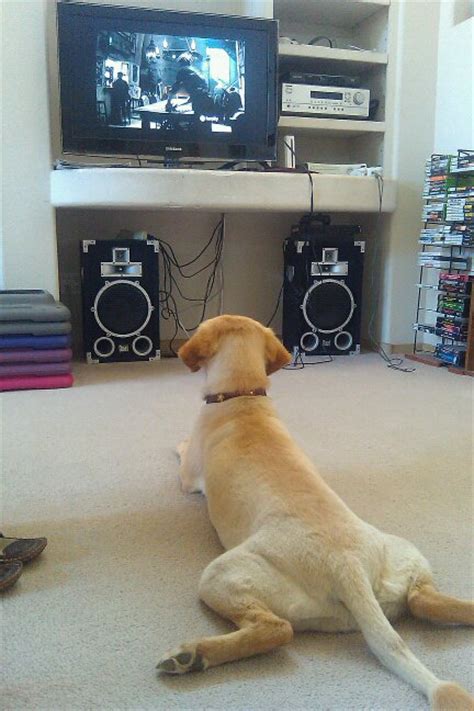 Собаки смотрят телевизор. Животные и телевизор. Собака ТВ. Собаки телик. Собака смотрит телевизор.